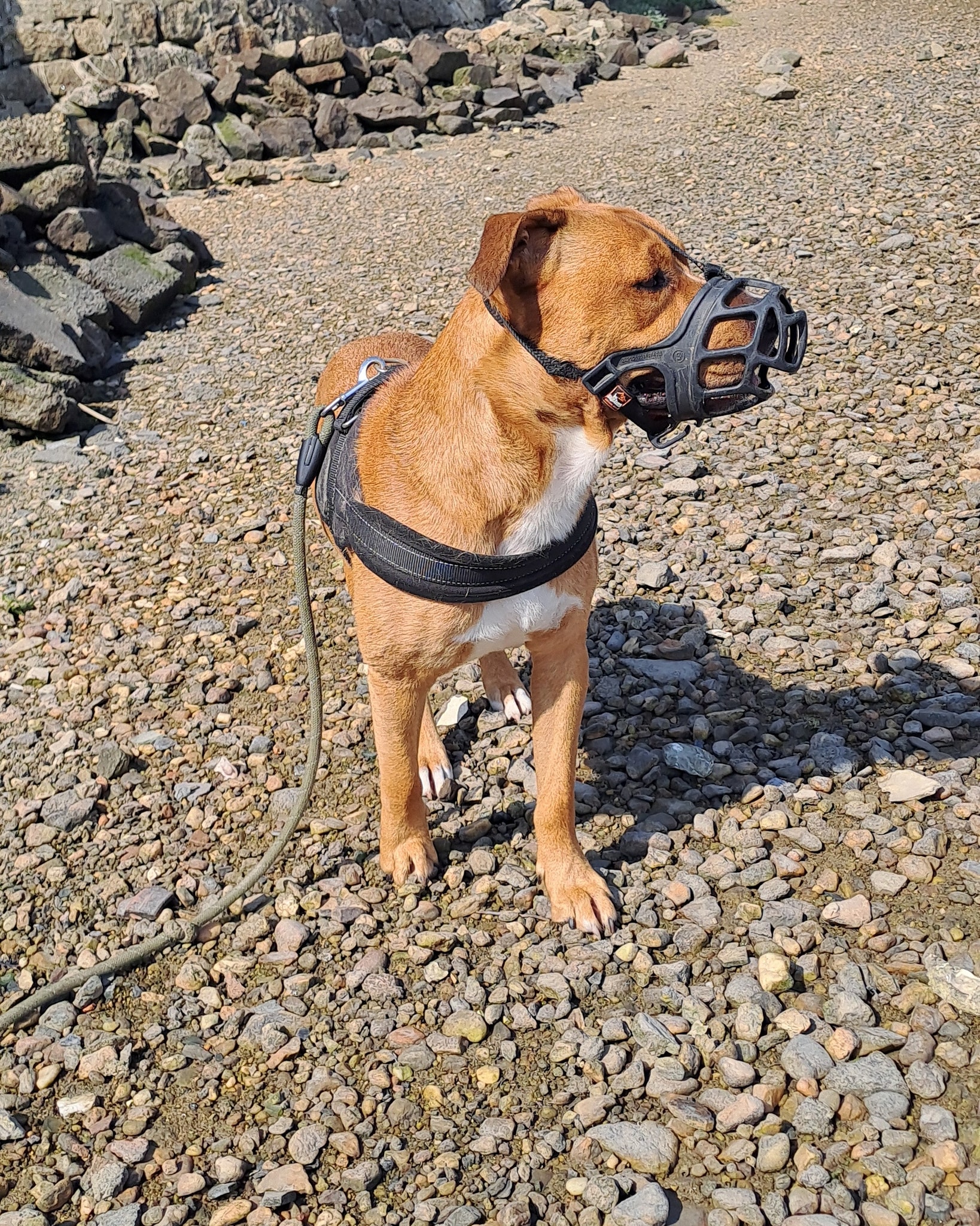 Le port de la muselière chez les chiens