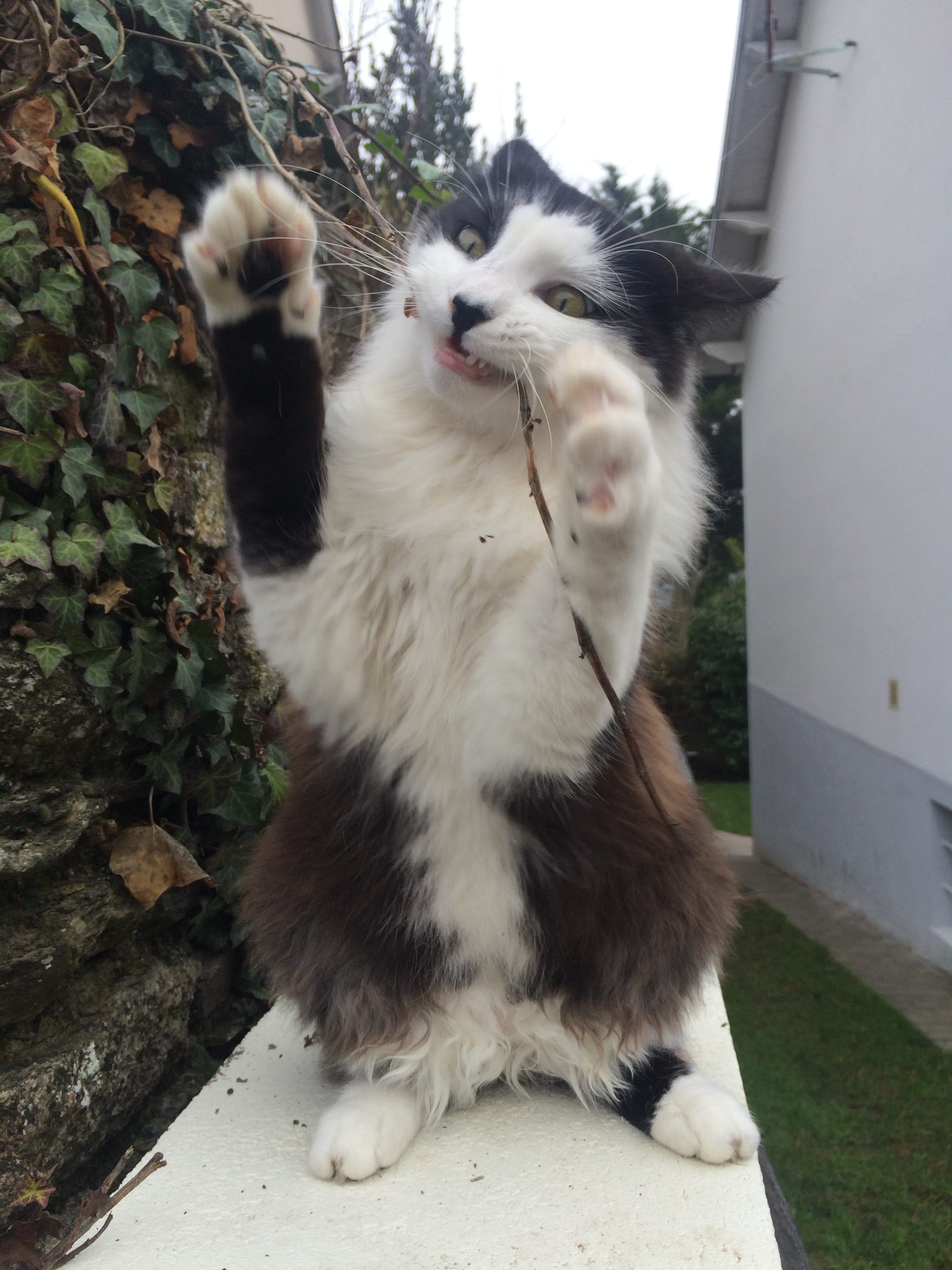Chien VS Chat