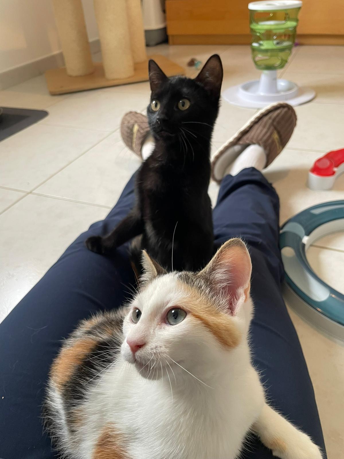 Comportementaliste Chat Locmiquelic