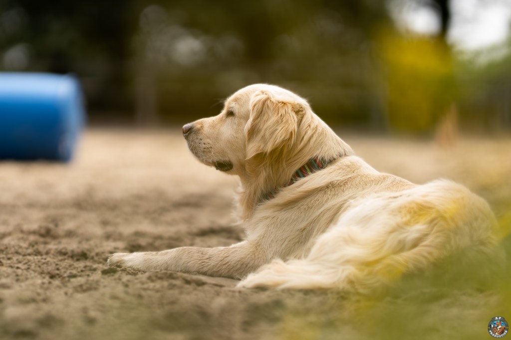 education canine dans la région de Lorient 