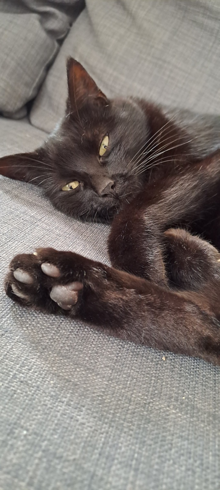 comportement du chat 