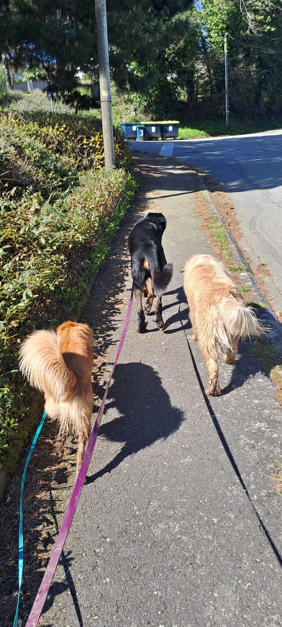 Mon chien tire en laisse : et si le problème venait… de nous ?